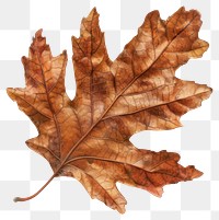 PNG Brown oak leaf photography seasonal texture.