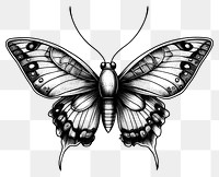 PNG Butterfly art illustration drawing.