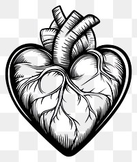 PNG Human heart illustration drawing design.