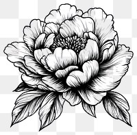 PNG Peony art illustration drawing.