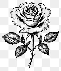 PNG Rose art illustration drawing.