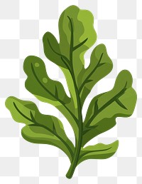 PNG Green seaweed leaf illustration plant vegetable.