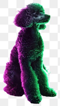 PNG Poodle Neon rim light portrait animal photo.