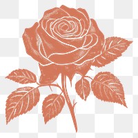 PNG Rose illustration drawing flower.