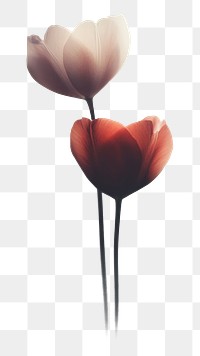 PNG Wedding illustration flowers tulips.