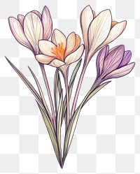 PNG Crocus flowers illustration art hand-drawn.