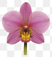 PNG Purple orchid flower petal plant.