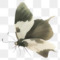 PNG Butterfly illustration insect white.