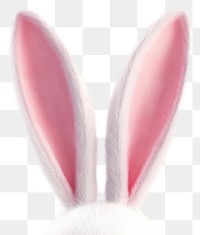 PNG White rabbit ears bunny animal white.