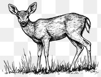 PNG Deer art wildlife drawing.