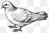 PNG Dove art drawing sketch.