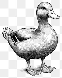 PNG Duck art drawing details.