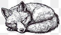 PNG Fox art wildlife drawing.