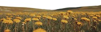 PNG Field full of dandelions landscape outdoors scenery.