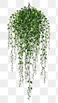 PNG Long hanging jungle vines illustration leaves plant.