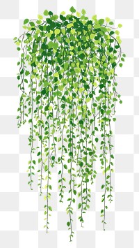 PNG Long hanging jungle vines illustration leaves plant.