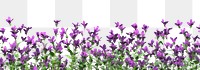 PNG Purple flowers background blossoms border.