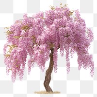 PNG Pink Wisteria flower tree wisteria blossoms pink wisteria.