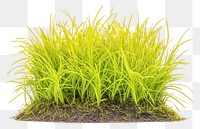 PNG Yellow green grass patch plant vegetation decoration.