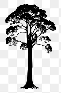 PNG Tall redwood tree silhouette illustration black.