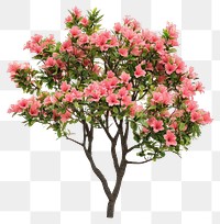 PNG Real azalea bush plant decorative carnation.