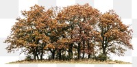 PNG Group of different trees isolated autumn oak.