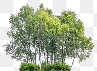 PNG Group of different trees birch outdoors woodland.