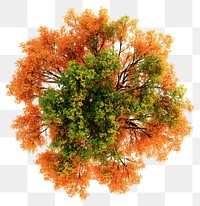 PNG Autumn tree photography orange leaves.