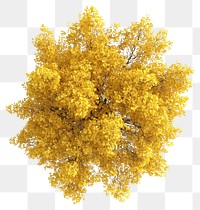 PNG Real yellow birch tree photography foliage view.