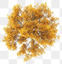 PNG Real yellow birch tree photography foliage view.