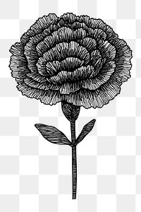 PNG Carnation flower illustration drawing sketch.