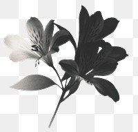 PNG Alstroemeria flower black white photography.