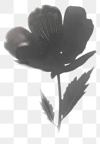 PNG Cute flower silhouette black white.