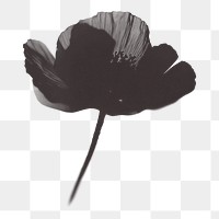 PNG Poppy flower poppy black white.