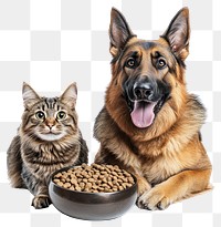 PNG German Shepherd Dog and a cat bowl dog pet.