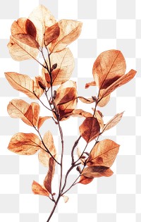 PNG Myrtle transparent flower leaves.