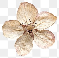 PNG Apple Blossom flower blossom petals.