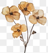 PNG Caspia flowers dried art.