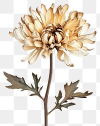 PNG Chrysanthemum flower dried illustration.