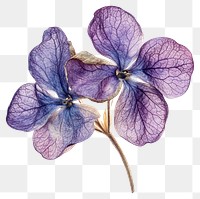 PNG Lilac flower petals photography.