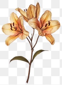 PNG Lily flower lily dried.