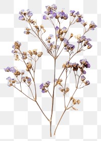 PNG Limonium flowers blossoms dried.