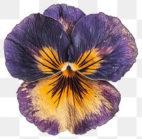 PNG Pansy flower pansy petal.