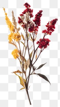 PNG Celosia flowers dried amaranthaceae.