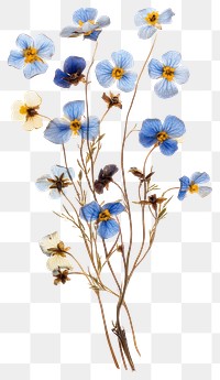 PNG Forget Me Nots flowers pressed dried.