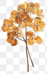 PNG Hydrangeas flowers hydrangea pressed.