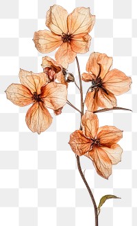 PNG Larkspur flower petals art.