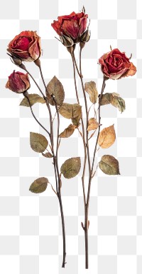 PNG Shrub Roses flowers roses dried.