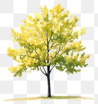 PNG Ginkgo tree illustration watercolor painting.