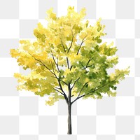 PNG Ginkgo tree illustration watercolor painting.